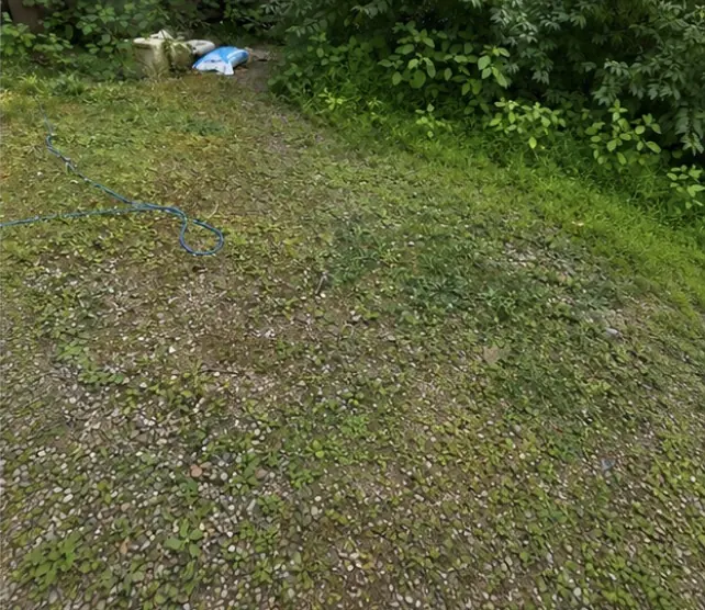 After: the same lawn, cleared.